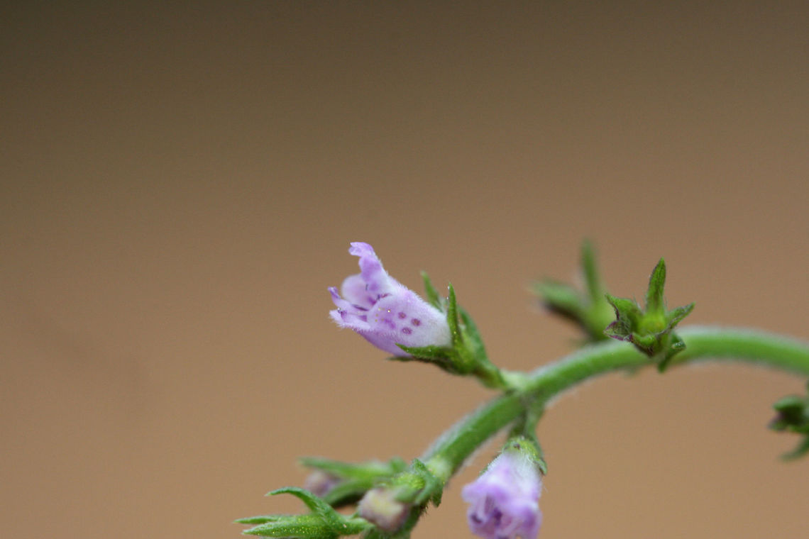 Miniature Beefsteak-Plant (Mosla dianthera)? ID tentative. Growing at the disturbed edge of a dense mixed forest.<br />
<figure class="photo"><a href="https://www.jungledragon.com/image/74698/miniature_beefsteak-plant_mosla_dianthera.html" title="Miniature Beefsteak-Plant (Mosla dianthera)?"><img src="https://s3.amazonaws.com/media.jungledragon.com/images/3231/74698_thumb.jpg?AWSAccessKeyId=05GMT0V3GWVNE7GGM1R2&Expires=1759968010&Signature=xQLjqzoaYyw4Eq%2FGoVf2xOr6ZaY%3D" width="102" height="152" alt="Miniature Beefsteak-Plant (Mosla dianthera)? ID tentative. Growing at the disturbed edge of a dense mixed forest.<br />
https://www.jungledragon.com/image/74699/american_pennyroyal_hedeoma_pulegiodes.html American pennyroyal,Geotagged,Hedeoma pulegioides,Miniature Beefsteak-Plant,Mosla dianthera,Summer,United States" /></a></figure> American pennyroyal,Geotagged,Hedeoma pulegioides,Miniature Beefsteak-Plant,Mosla dianthera,Summer,United States