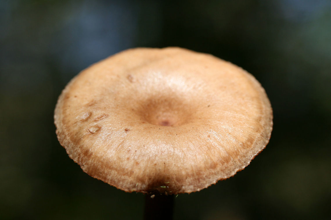 Lactarius helvus Growing on highly rotted hardwood in a forested area in Gordon County, GA.<br />
Latex: clear to white. No distinct flavor. Odor is slightly spicy. No noticeable staining.<br />
Gills are a rusty pink and stem is a rusty brown to red.<br />
<figure class="photo"><a href="https://www.jungledragon.com/image/74741/lactarius_helvus.html" title="Lactarius helvus"><img src="https://s3.amazonaws.com/media.jungledragon.com/images/3231/74741_thumb.jpg?AWSAccessKeyId=05GMT0V3GWVNE7GGM1R2&Expires=1767225610&Signature=5V3GCS1lVanviOjX0Mbiy8GcPnY%3D" width="200" height="134" alt="Lactarius helvus Growing on highly rotted hardwood in a forested area in Gordon County, GA.<br />
Latex: clear to white. No distinct flavor. Odor is slightly spicy. No noticeable staining.<br />
Gills are a rusty pink and stem is a rusty brown to red.<br />
https://www.jungledragon.com/image/74740/lactarius_helvus.html Fall,Fenugreek milkcap,Geotagged,Lactarius helvus,United States" /></a></figure> Fall,Fenugreek milkcap,Geotagged,Lactarius helvus,United States