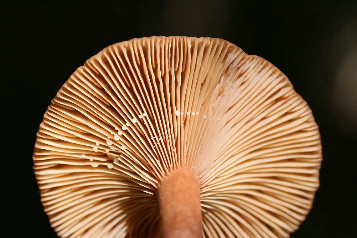 Lactarius helvus Growing on highly rotted hardwood in a forested area in Gordon County, GA.<br />
Latex: clear to white. No distinct flavor. Odor is slightly spicy. No noticeable staining.<br />
Gills are a rusty pink and stem is a rusty brown to red.<br />
<figure class="photo"><a href="https://www.jungledragon.com/image/74740/lactarius_helvus.html" title="Lactarius helvus"><img src="https://s3.amazonaws.com/media.jungledragon.com/images/3231/74740_thumb.jpg?AWSAccessKeyId=05GMT0V3GWVNE7GGM1R2&Expires=1759968010&Signature=ikjV6qmk%2BT8z%2FLhVhfQuuxtPaV8%3D" width="200" height="134" alt="Lactarius helvus Growing on highly rotted hardwood in a forested area in Gordon County, GA.<br />
Latex: clear to white. No distinct flavor. Odor is slightly spicy. No noticeable staining.<br />
Gills are a rusty pink and stem is a rusty brown to red.<br />
https://www.jungledragon.com/image/74741/lactarius_helvus.html Fall,Fenugreek milkcap,Geotagged,Lactarius helvus,United States" /></a></figure> Fall,Fenugreek milkcap,Geotagged,Lactarius helvus,United States