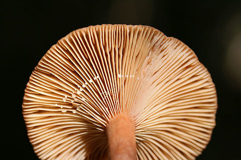Fenugreek milkcap