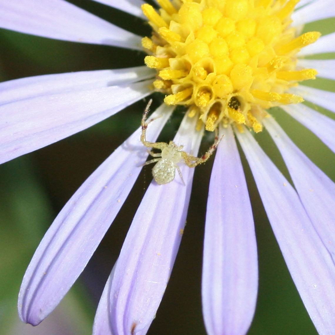 Mecaphesa sp. on Symphyotrichum sp. Tiny spider on a flower near the edge of a dense mixed forest. Geotagged,United States
