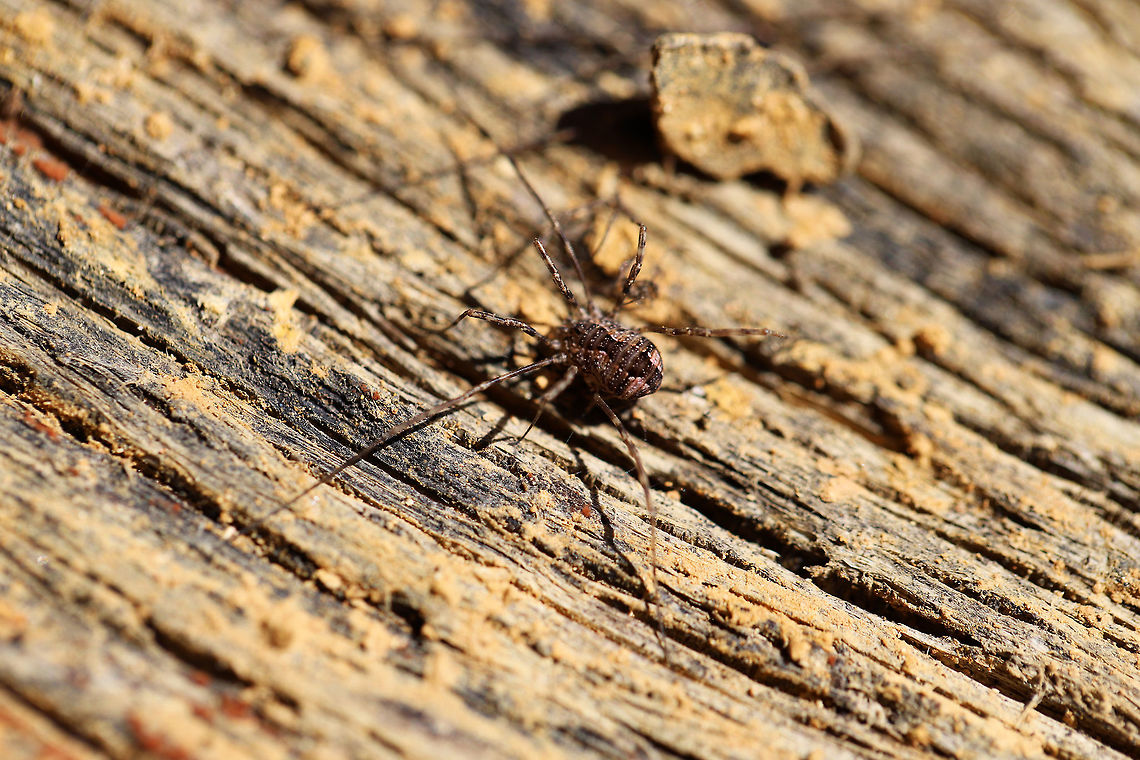 Unknown Harvestman (Order Opiliones) Working on an ID!<br />
Found under a piece of wood near the edge of a dense mixed forest.<br />
<br />
I also didn't notice the cool slime mold until I got home and looked at the photos! :)<br />
<figure class="photo"><a href="https://www.jungledragon.com/image/74904/unknown_harvestman_order_opiliones.html" title="Unknown Harvestman (Order Opiliones)"><img src="https://s3.amazonaws.com/media.jungledragon.com/images/3231/74904_thumb.jpg?AWSAccessKeyId=05GMT0V3GWVNE7GGM1R2&Expires=1770854410&Signature=WPLGozFhnjWrM%2B%2FrKxYtb2zUmAY%3D" width="102" height="152" alt="Unknown Harvestman (Order Opiliones) Working on an ID!<br />
Found under a piece of wood near the edge of a dense mixed forest.<br />
https://www.jungledragon.com/image/74903/unknown_harvestman_order_opilones.html<br />
<br />
I also didn't notice the cool slime mold until I got home and looked at the photos! :) Geotagged,United States,Winter" /></a></figure> Geotagged,United States,Winter