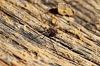 Unknown Harvestman (Order Opiliones) Working on an ID!<br />
Found under a piece of wood near the edge of a dense mixed forest.<br />
<br />
I also didn't notice the cool slime mold until I got home and looked at the photos! :)<br />
https://www.jungledragon.com/image/74904/unknown_harvestman_order_opilones.html Geotagged,United States,Winter