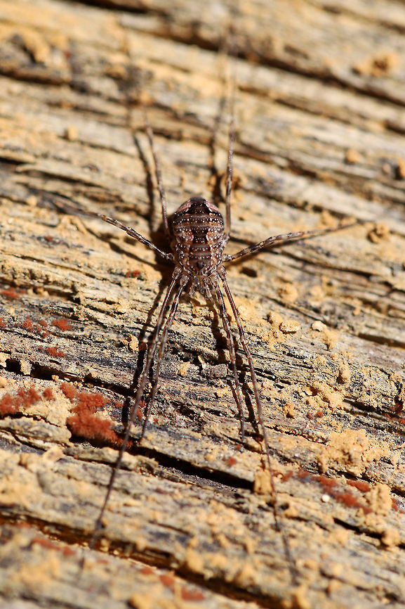 Unknown Harvestman (Order Opiliones) Working on an ID!<br />
Found under a piece of wood near the edge of a dense mixed forest.<br />
<figure class="photo"><a href="https://www.jungledragon.com/image/74903/unknown_harvestman_order_opiliones.html" title="Unknown Harvestman (Order Opiliones)"><img src="https://s3.amazonaws.com/media.jungledragon.com/images/3231/74903_thumb.jpg?AWSAccessKeyId=05GMT0V3GWVNE7GGM1R2&Expires=1759968010&Signature=kR7zpQ%2FEymxWN161DTvXfAyD%2FbA%3D" width="200" height="134" alt="Unknown Harvestman (Order Opiliones) Working on an ID!<br />
Found under a piece of wood near the edge of a dense mixed forest.<br />
<br />
I also didn&#039;t notice the cool slime mold until I got home and looked at the photos! :)<br />
https://www.jungledragon.com/image/74904/unknown_harvestman_order_opilones.html Geotagged,United States,Winter" /></a></figure><br />
<br />
I also didn&#039;t notice the cool slime mold until I got home and looked at the photos! :) Geotagged,United States,Winter