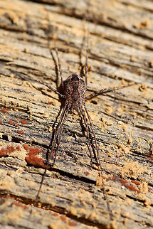 Unknown Harvestman (Order Opiliones) Working on an ID!
Found under a piece of wood near the edge of a dense mixed forest.
https://www.jungledragon.com/image/74903/unknown_harvestman_order_opilones.html

I also didn't notice the cool slime mold until I got home and looked at the photos! :) Geotagged,United States,Winter