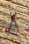 Unknown Harvestman (Order Opiliones) Working on an ID!<br />
Found under a piece of wood near the edge of a dense mixed forest.<br />
https://www.jungledragon.com/image/74903/unknown_harvestman_order_opilones.html<br />
<br />
I also didn't notice the cool slime mold until I got home and looked at the photos! :) Geotagged,United States,Winter
