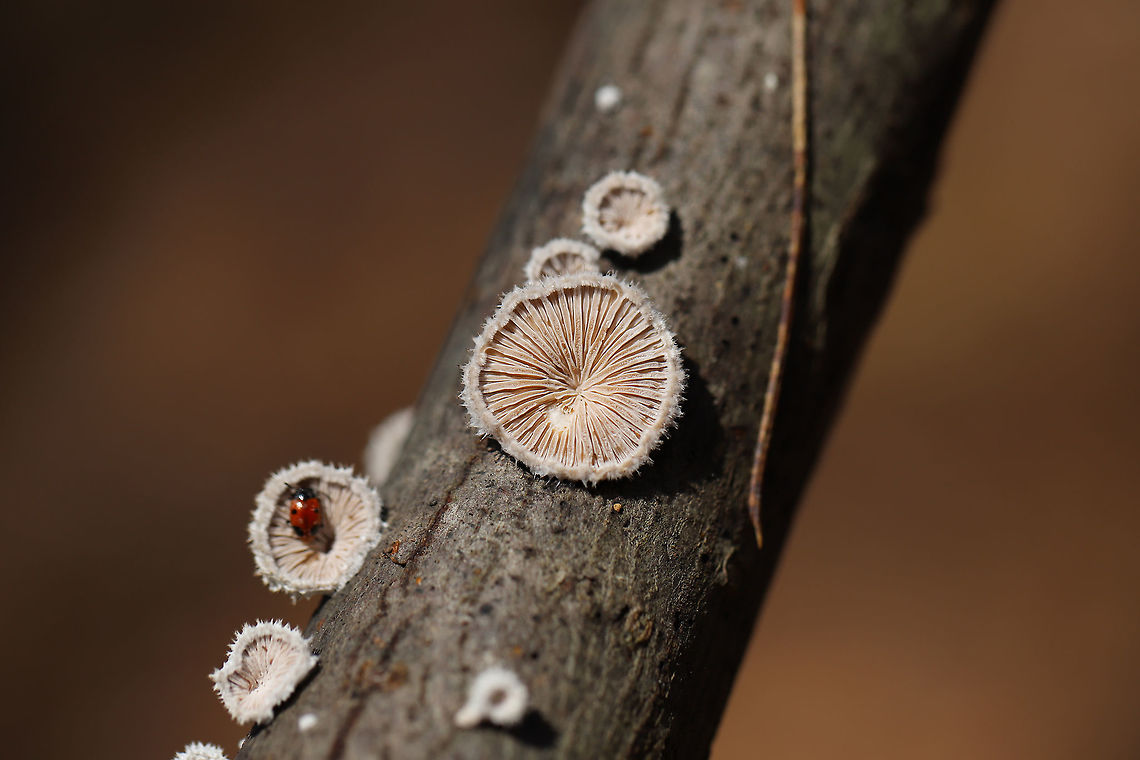 Handsome Fungus Beetle (Endomychus biguttatus) on Split-gill Fungus (Schizophyllum commune) Endomychus biguttatus found on Schizophyllum commune (on a branch) in a dense mixed forest. <br />
<br />
The common name of this fungus was chosen as its gills have a tendency to split when dessicated. Schizophyllum commune is a fungus that is widespread globally. It is found on every continent with the exception of Anarctica. It is known as a saprobic fungus but also has a history of causing mycosis in immunocompromised humans.<br />
<br />
Endomychus biguttatus reproduces and feeds on Schizophyllum commune, but there are records of it being found on Auricularia sp. and Fomitopsis betulina as well. <br />
<br />
<figure class="photo"><a href="https://www.jungledragon.com/image/74911/handsome_fungus_beetle_endomychus_biguttatus_on_split-gill_fungus_schizophyllum_commune.html" title="Handsome Fungus Beetle (Endomychus biguttatus) on Split-gill Fungus (Schizophyllum commune)"><img src="https://s3.amazonaws.com/media.jungledragon.com/images/3231/74911_thumb.jpg?AWSAccessKeyId=05GMT0V3GWVNE7GGM1R2&Expires=1759968010&Signature=LvOAa353nLkxMIPmxrIcA6ZWCgo%3D" width="200" height="134" alt="Handsome Fungus Beetle (Endomychus biguttatus) on Split-gill Fungus (Schizophyllum commune) Endomychus biguttatus found on Schizophyllum commune (on a branch) in a dense mixed forest. <br />
<br />
The common name of this fungus was chosen as its gills have a tendency to split when dessicated. Schizophyllum commune is a fungus that is widespread globally. It is found on every continent with the exception of Anarctica. It is known as a saprobic fungus but also has a history of causing mycosis in immunocompromised humans.<br />
<br />
Endomychus biguttatus reproduces and feeds on Schizophyllum commune, but there are records of it being found on Auricularia sp. and Fomitopsis betulina as well.<br />
https://www.jungledragon.com/image/74910/handsome_fungus_beetle_endomychus_biguttatus_on_schizophyllum_commune.html Endomychus biguttatus,Geotagged,United States,Winter,biguttatus" /></a></figure> Geotagged,Schizophyllum commune,United States,Winter
