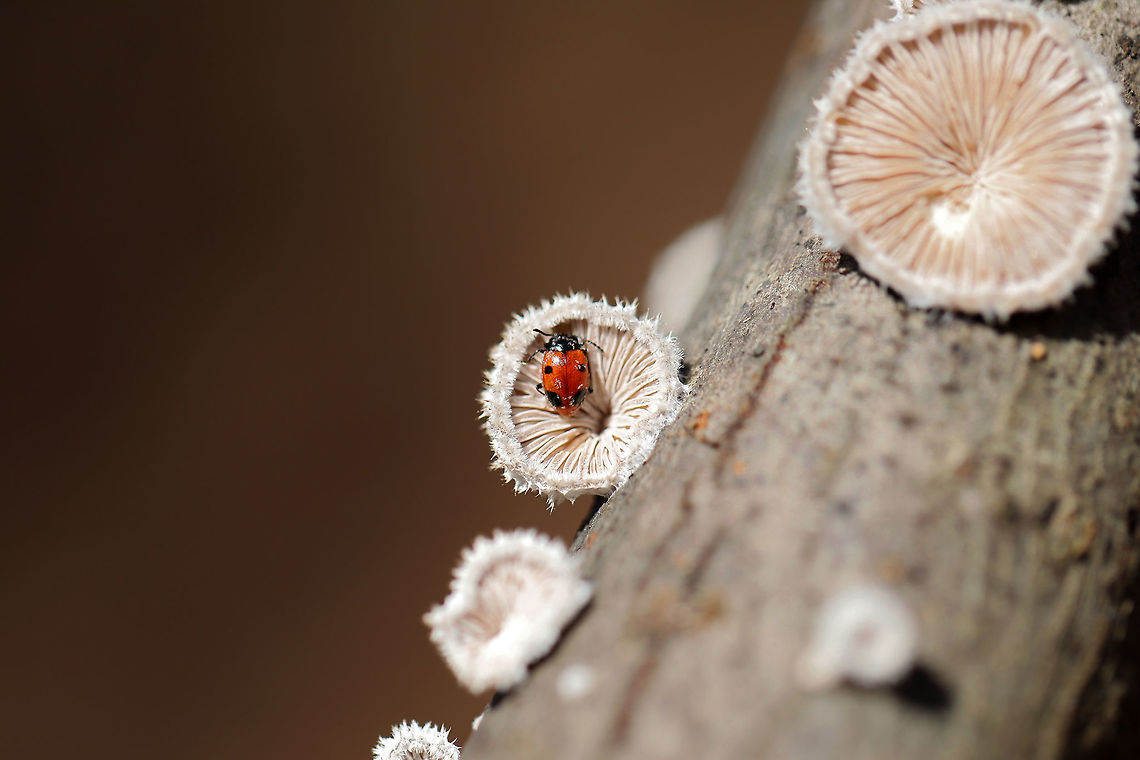 Handsome Fungus Beetle (Endomychus biguttatus) on Split-gill Fungus (Schizophyllum commune) Endomychus biguttatus found on Schizophyllum commune (on a branch) in a dense mixed forest. <br />
<br />
The common name of this fungus was chosen as its gills have a tendency to split when dessicated. Schizophyllum commune is a fungus that is widespread globally. It is found on every continent with the exception of Anarctica. It is known as a saprobic fungus but also has a history of causing mycosis in immunocompromised humans.<br />
<br />
Endomychus biguttatus reproduces and feeds on Schizophyllum commune, but there are records of it being found on Auricularia sp. and Fomitopsis betulina as well.<br />
<figure class="photo"><a href="https://www.jungledragon.com/image/74910/handsome_fungus_beetle_endomychus_biguttatus_on_split-gill_fungus_schizophyllum_commune.html" title="Handsome Fungus Beetle (Endomychus biguttatus) on Split-gill Fungus (Schizophyllum commune)"><img src="https://s3.amazonaws.com/media.jungledragon.com/images/3231/74910_thumb.jpg?AWSAccessKeyId=05GMT0V3GWVNE7GGM1R2&Expires=1767225610&Signature=PFXPVSMvNFTY67qbsgDNxOar2c4%3D" width="200" height="134" alt="Handsome Fungus Beetle (Endomychus biguttatus) on Split-gill Fungus (Schizophyllum commune) Endomychus biguttatus found on Schizophyllum commune (on a branch) in a dense mixed forest. <br />
<br />
The common name of this fungus was chosen as its gills have a tendency to split when dessicated. Schizophyllum commune is a fungus that is widespread globally. It is found on every continent with the exception of Anarctica. It is known as a saprobic fungus but also has a history of causing mycosis in immunocompromised humans.<br />
<br />
Endomychus biguttatus reproduces and feeds on Schizophyllum commune, but there are records of it being found on Auricularia sp. and Fomitopsis betulina as well. <br />
<br />
https://www.jungledragon.com/image/74911/handsome_fungus_beetle_endomychus_biguttatus.html Geotagged,Schizophyllum commune,United States,Winter" /></a></figure> Endomychus biguttatus,Geotagged,United States,Winter,biguttatus