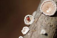 Handsome Fungus Beetle (Endomychus biguttatus) on Split-gill Fungus (Schizophyllum commune) Endomychus biguttatus found on Schizophyllum commune (on a branch) in a dense mixed forest. <br />
<br />
The common name of this fungus was chosen as its gills have a tendency to split when dessicated. Schizophyllum commune is a fungus that is widespread globally. It is found on every continent with the exception of Anarctica. It is known as a saprobic fungus but also has a history of causing mycosis in immunocompromised humans.<br />
<br />
Endomychus biguttatus reproduces and feeds on Schizophyllum commune, but there are records of it being found on Auricularia sp. and Fomitopsis betulina as well.<br />
https://www.jungledragon.com/image/74910/handsome_fungus_beetle_endomychus_biguttatus_on_schizophyllum_commune.html Endomychus biguttatus,Geotagged,United States,Winter,biguttatus