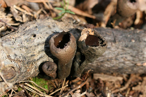 Devil's Urn (Urnula craterium) Growing on rotting hardwood at the base of a ridge in a dense mixed forest.
https://www.jungledragon.com/image/74954/devils_urn_urnula_craterium.html Devil's urn,Geotagged,United States,Urnula craterium,Winter