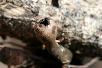Devil's Urn (Urnula craterium) Growing on rotting hardwood at the base of a ridge in a dense mixed forest.<br />
https://www.jungledragon.com/image/74953/devils_urn_urnula_craterium.html Devil's urn,Geotagged,United States,Urnula craterium,Winter