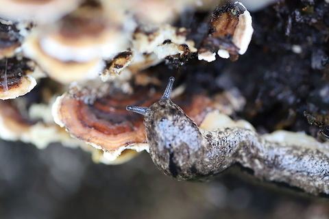 Carolina Mantleslugs (Philomycus carolinianus)? ID TENTATIVE.
Slugs feeding on Trametes versicolor on a rotting willow oak tree.
https://www.jungledragon.com/image/74957/carolina_mantleslugs_philomycus_carolinianus.html
https://www.jungledragon.com/image/74956/carolina_mantleslugs_philomycus_carolinianus.html
Excuse the terrible lighting. It has been a ridiculously rainy winter, and my external flash had still not arrived in the mail! Carolina mantleslug,Geotagged,Philomycus carolinianus,United States,Winter,carolina mantleslug,mantleslug,mantleslugs,mycophagy,slugs,trametes versicolor