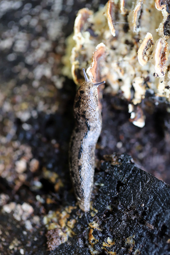 Carolina Mantleslugs (Philomycus carolinianus)? ID TENTATIVE.<br />
Slugs feeding on Trametes versicolor on a rotting willow oak tree.<br />
<figure class="photo"><a href="https://www.jungledragon.com/image/74957/carolina_mantleslugs_philomycus_carolinianus.html" title="Carolina Mantleslugs (Philomycus carolinianus)?"><img src="https://s3.amazonaws.com/media.jungledragon.com/images/3231/74957_thumb.jpg?AWSAccessKeyId=05GMT0V3GWVNE7GGM1R2&Expires=1767225610&Signature=d3leEnPeaiBVqcM0eizIjTnbRVI%3D" width="200" height="134" alt="Carolina Mantleslugs (Philomycus carolinianus)? ID TENTATIVE.<br />
Slugs feeding on Trametes versicolor on a rotting willow oak tree.<br />
https://www.jungledragon.com/image/74955/carolina_mantleslugs_philomycus_carolinianus.html<br />
https://www.jungledragon.com/image/74956/carolina_mantleslugs_philomycus_carolinianus.html<br />
Excuse the terrible lighting. It has been a ridiculously rainy winter, and my external flash had still not arrived in the mail! Carolina mantleslug,Geotagged,Philomycus carolinianus,United States,Winter,carolina mantleslug,mantleslug,mantleslugs,mycophagy,slugs,trametes versicolor" /></a></figure><br />
<figure class="photo"><a href="https://www.jungledragon.com/image/74955/carolina_mantleslugs_philomycus_carolinianus.html" title="Carolina Mantleslugs (Philomycus carolinianus)?"><img src="https://s3.amazonaws.com/media.jungledragon.com/images/3231/74955_thumb.jpg?AWSAccessKeyId=05GMT0V3GWVNE7GGM1R2&Expires=1767225610&Signature=pp3i3PP37NBT31vdaBhawT3XPAg%3D" width="200" height="134" alt="Carolina Mantleslugs (Philomycus carolinianus)? ID TENTATIVE.<br />
Slugs feeding on Trametes versicolor on a rotting willow oak tree.<br />
https://www.jungledragon.com/image/74957/carolina_mantleslugs_philomycus_carolinianus.html<br />
https://www.jungledragon.com/image/74956/carolina_mantleslugs_philomycus_carolinianus.html<br />
Excuse the terrible lighting. It has been a ridiculously rainy winter, and my external flash had still not arrived in the mail! Carolina mantleslug,Geotagged,Philomycus carolinianus,United States,Winter,carolina mantleslug,mantleslug,mantleslugs,mycophagy,slugs,trametes versicolor" /></a></figure><br />
Excuse the terrible lighting. It has been a ridiculously rainy winter, and my external flash had still not arrived in the mail! Carolina mantleslug,Geotagged,Philomycus carolinianus,United States,Winter,carolina mantleslug,mantleslug,mantleslugs,mycophagy,slugs,trametes versicolor