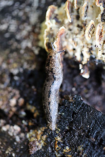 Carolina Mantleslugs (Philomycus carolinianus)? ID TENTATIVE.
Slugs feeding on Trametes versicolor on a rotting willow oak tree.
https://www.jungledragon.com/image/74957/carolina_mantleslugs_philomycus_carolinianus.html
https://www.jungledragon.com/image/74955/carolina_mantleslugs_philomycus_carolinianus.html
Excuse the terrible lighting. It has been a ridiculously rainy winter, and my external flash had still not arrived in the mail! Carolina mantleslug,Geotagged,Philomycus carolinianus,United States,Winter,carolina mantleslug,mantleslug,mantleslugs,mycophagy,slugs,trametes versicolor