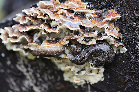Carolina Mantleslugs (Philomycus carolinianus)? ID TENTATIVE.
Slugs feeding on Trametes versicolor on a rotting willow oak tree.
https://www.jungledragon.com/image/74955/carolina_mantleslugs_philomycus_carolinianus.html
https://www.jungledragon.com/image/74956/carolina_mantleslugs_philomycus_carolinianus.html
Excuse the terrible lighting. It has been a ridiculously rainy winter, and my external flash had still not arrived in the mail! Carolina mantleslug,Geotagged,Philomycus carolinianus,United States,Winter,carolina mantleslug,mantleslug,mantleslugs,mycophagy,slugs,trametes versicolor