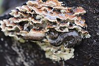Carolina Mantleslugs (Philomycus carolinianus)? ID TENTATIVE.<br />
Slugs feeding on Trametes versicolor on a rotting willow oak tree.<br />
https://www.jungledragon.com/image/74955/carolina_mantleslugs_philomycus_carolinianus.html<br />
https://www.jungledragon.com/image/74956/carolina_mantleslugs_philomycus_carolinianus.html<br />
Excuse the terrible lighting. It has been a ridiculously rainy winter, and my external flash had still not arrived in the mail! Carolina mantleslug,Geotagged,Philomycus carolinianus,United States,Winter,carolina mantleslug,mantleslug,mantleslugs,mycophagy,slugs,trametes versicolor