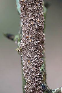 Hymenochaetopsis olivacea Growing on a hardwood branch in a wooded backyard habitat.

Excuse the terrible lighting. It has been a ridiculously rainy winter, and my external flash has still not arrived in the mail!
https://www.jungledragon.com/image/74959/hymenochaetopsis_olivacea.html Brown-toothed Crust Fungus,Geotagged,Hydnoporia olivacea,Hymenochaetopsis Olivacea,United States,Winter