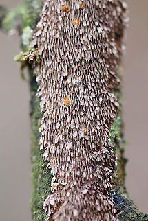 Hymenochaetopsis olivacea Growing on a hardwood branch in a wooded backyard habitat.

Excuse the terrible lighting. It has been a ridiculously rainy winter, and my external flash has still not arrived in the mail!
https://www.jungledragon.com/image/74958/hymenochaetopsis_olivacea.html Brown-toothed Crust Fungus,Geotagged,Hydnoporia olivacea,Hymenochaetopsis Olivacea,United States,Winter