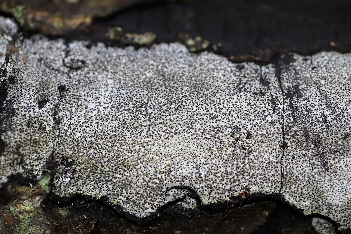 Hypoxylon Oak Canker (Biscogniauxia atropunctata) Hypoxylon Oak Canker a.k.a. &quot;Biscogniauxia Dieback&quot; is a white-rot fungus that infects primarily Oak (Quercus sp.) trees, usually following a period of stress like a drought. The fungus will eventually cut off the supply of water and nutrients to the tree by destroying the sapwood (nutrient-conducting tissues).<br />
<br />
Growing on a fallen oak branch in a wooded backyard habitat. Biscogniauxia atropunctata,Geotagged,Hypoxylon Oak Canker,United States,Winter