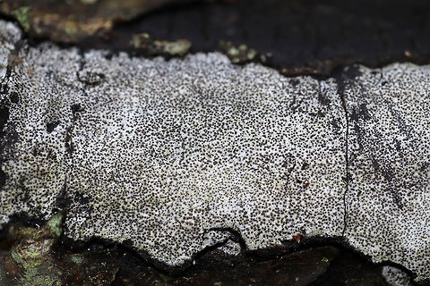Hypoxylon Oak Canker (Biscogniauxia atropunctata) Hypoxylon Oak Canker a.k.a. "Biscogniauxia Dieback" is a white-rot fungus that infects primarily Oak (Quercus sp.) trees, usually following a period of stress like a drought. The fungus will eventually cut off the supply of water and nutrients to the tree by destroying the sapwood (nutrient-conducting tissues).

Growing on a fallen oak branch in a wooded backyard habitat. Biscogniauxia atropunctata,Geotagged,Hypoxylon Oak Canker,United States,Winter
