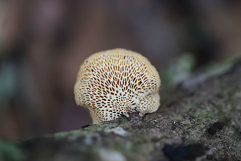 Hexagonal-pored Polypore (Neofavolus alveolaris) Growing on a fallen oak branch in a wooded backyard habitat. Upper surface is a soft orange hue.
https://www.jungledragon.com/image/74964/hexagonal-pored_polypore_neofavolus_alveolaris.html Geotagged,Neofavolus alveolaris,United States,Winter
