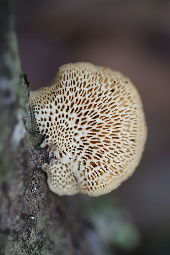 Hexagonal-pored Polypore (Neofavolus alveolaris) Growing on a fallen oak branch in a wooded backyard habitat. Upper surface is a soft orange hue.<br />
<figure class="photo"><a href="https://www.jungledragon.com/image/74963/hexagonal-pored_polypore_neofavolus_alveolaris.html" title="Hexagonal-pored Polypore (Neofavolus alveolaris)"><img src="https://s3.amazonaws.com/media.jungledragon.com/images/3231/74963_thumb.jpg?AWSAccessKeyId=05GMT0V3GWVNE7GGM1R2&Expires=1767225610&Signature=H%2BRVzA2BjULGGtvOG%2BM77XeQ280%3D" width="200" height="134" alt="Hexagonal-pored Polypore (Neofavolus alveolaris) Growing on a fallen oak branch in a wooded backyard habitat. Upper surface is a soft orange hue.<br />
https://www.jungledragon.com/image/74964/hexagonal-pored_polypore_neofavolus_alveolaris.html Geotagged,Neofavolus alveolaris,United States,Winter" /></a></figure> Geotagged,Neofavolus alveolaris,United States,Winter