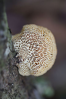 Hexagonal-pored Polypore (Neofavolus alveolaris) Growing on a fallen oak branch in a wooded backyard habitat. Upper surface is a soft orange hue.
https://www.jungledragon.com/image/74963/hexagonal-pored_polypore_neofavolus_alveolaris.html Geotagged,Neofavolus alveolaris,United States,Winter