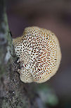 Hexagonal-pored Polypore (Neofavolus alveolaris) Growing on a fallen oak branch in a wooded backyard habitat. Upper surface is a soft orange hue.<br />
https://www.jungledragon.com/image/74963/hexagonal-pored_polypore_neofavolus_alveolaris.html Geotagged,Neofavolus alveolaris,United States,Winter