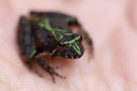 Northern Cricket Frog (Acris crepitans) In leaf litter near a forest edge.

I only got one shot (at this angle) before it jumped at my face! Haha!
https://www.jungledragon.com/image/74975/northern_cricket_frog_acris_crepitans.html Acris crepitans,Geotagged,Northern cricket frog,United States,Winter