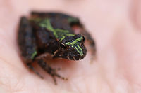 Northern Cricket Frog (Acris crepitans) In leaf litter near a forest edge.<br />
<br />
I only got one shot (at this angle) before it jumped at my face! Haha!<br />
https://www.jungledragon.com/image/74975/northern_cricket_frog_acris_crepitans.html Acris crepitans,Geotagged,Northern cricket frog,United States,Winter