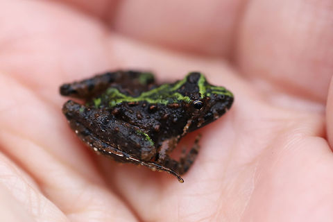 Northern Cricket Frog (Acris crepitans) In leaf litter near a forest edge.
https://www.jungledragon.com/image/74974/northern_cricket_frog_acris_crepitans.html Acris crepitans,Geotagged,Northern cricket frog,United States,Winter