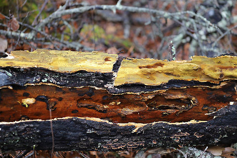 Xanthoporia andersonii Growing on a fallen, rotting oak at the edge of a dense mixed forest (at the top of a ridge). I just happened to see some neon yellow peeking out from a crevice in the bark and decided to investigate! The bright yellow color is actually a spore deposit!
https://www.jungledragon.com/image/74985/xanthoporia_andersonii.html
https://www.jungledragon.com/image/74986/xanthoporia_andersonii.html
 Geotagged,United States,Winter,Xanthoporia andersonii