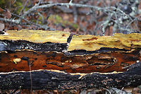 Xanthoporia andersonii Growing on a fallen, rotting oak at the edge of a dense mixed forest (at the top of a ridge). I just happened to see some neon yellow peeking out from a crevice in the bark and decided to investigate! The bright yellow color is actually a spore deposit!<br />
https://www.jungledragon.com/image/74985/xanthoporia_andersonii.html<br />
https://www.jungledragon.com/image/74986/xanthoporia_andersonii.html<br />
 Geotagged,United States,Winter,Xanthoporia andersonii
