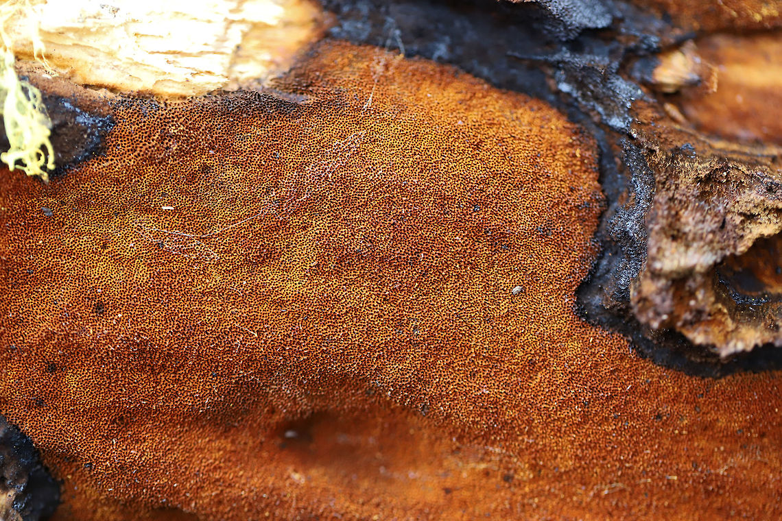 Xanthoporia andersonii Growing on a fallen, rotting oak at the edge of a dense mixed forest (at the top of a ridge). I just happened to see some neon yellow peeking out from a crevice in the bark and decided to investigate! The bright yellow color is actually a spore deposit!<br />
<figure class="photo"><a href="https://www.jungledragon.com/image/74984/xanthoporia_andersonii.html" title="Xanthoporia andersonii"><img src="https://s3.amazonaws.com/media.jungledragon.com/images/3231/74984_thumb.jpg?AWSAccessKeyId=05GMT0V3GWVNE7GGM1R2&Expires=1759968010&Signature=Bi%2FC8G65rPmYiwJB4qeMw4jGytI%3D" width="200" height="134" alt="Xanthoporia andersonii Growing on a fallen, rotting oak at the edge of a dense mixed forest (at the top of a ridge). I just happened to see some neon yellow peeking out from a crevice in the bark and decided to investigate! The bright yellow color is actually a spore deposit!<br />
https://www.jungledragon.com/image/74985/xanthoporia_andersonii.html<br />
https://www.jungledragon.com/image/74986/xanthoporia_andersonii.html<br />
 Geotagged,United States,Winter,Xanthoporia andersonii" /></a></figure><br />
<figure class="photo"><a href="https://www.jungledragon.com/image/74986/xanthoporia_andersonii.html" title="Xanthoporia andersonii"><img src="https://s3.amazonaws.com/media.jungledragon.com/images/3231/74986_thumb.jpg?AWSAccessKeyId=05GMT0V3GWVNE7GGM1R2&Expires=1759968010&Signature=FAm3sd80d4a28ejMJtseSu6iYT0%3D" width="200" height="200" alt="Xanthoporia andersonii Growing on a fallen, rotting oak at the edge of a dense mixed forest (at the top of a ridge). I just happened to see some neon yellow peeking out from a crevice in the bark and decided to investigate! The bright yellow color is actually a spore deposit!https://www.jungledragon.com/image/74984/xanthoporia_andersonii.html<br />
https://www.jungledragon.com/image/74985/xanthoporia_andersonii.html Geotagged,United States,Winter,Xanthoporia andersonii" /></a></figure> Geotagged,United States,Winter,Xanthoporia andersonii