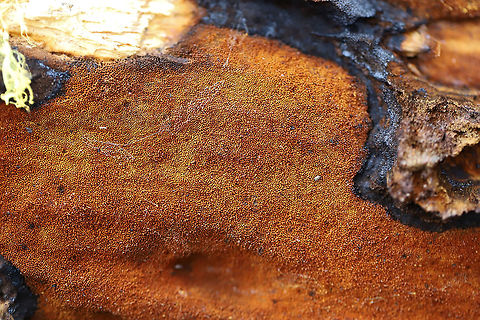 Xanthoporia andersonii Growing on a fallen, rotting oak at the edge of a dense mixed forest (at the top of a ridge). I just happened to see some neon yellow peeking out from a crevice in the bark and decided to investigate! The bright yellow color is actually a spore deposit!
https://www.jungledragon.com/image/74984/xanthoporia_andersonii.html
https://www.jungledragon.com/image/74986/xanthoporia_andersonii.html Geotagged,United States,Winter,Xanthoporia andersonii