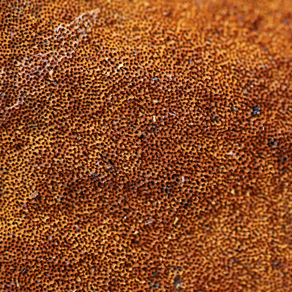 Xanthoporia andersonii Growing on a fallen, rotting oak at the edge of a dense mixed forest (at the top of a ridge). I just happened to see some neon yellow peeking out from a crevice in the bark and decided to investigate! The bright yellow color is actually a spore deposit!<figure class="photo"><a href="https://www.jungledragon.com/image/74984/xanthoporia_andersonii.html" title="Xanthoporia andersonii"><img src="https://s3.amazonaws.com/media.jungledragon.com/images/3231/74984_thumb.jpg?AWSAccessKeyId=05GMT0V3GWVNE7GGM1R2&Expires=1767225610&Signature=kFwSj0eomyoF2FX7rak8Y6sTNOQ%3D" width="200" height="134" alt="Xanthoporia andersonii Growing on a fallen, rotting oak at the edge of a dense mixed forest (at the top of a ridge). I just happened to see some neon yellow peeking out from a crevice in the bark and decided to investigate! The bright yellow color is actually a spore deposit!<br />
https://www.jungledragon.com/image/74985/xanthoporia_andersonii.html<br />
https://www.jungledragon.com/image/74986/xanthoporia_andersonii.html<br />
 Geotagged,United States,Winter,Xanthoporia andersonii" /></a></figure><br />
<figure class="photo"><a href="https://www.jungledragon.com/image/74985/xanthoporia_andersonii.html" title="Xanthoporia andersonii"><img src="https://s3.amazonaws.com/media.jungledragon.com/images/3231/74985_thumb.jpg?AWSAccessKeyId=05GMT0V3GWVNE7GGM1R2&Expires=1767225610&Signature=fXcscmzBWA6bs0QCh0cTWFV4eWA%3D" width="200" height="134" alt="Xanthoporia andersonii Growing on a fallen, rotting oak at the edge of a dense mixed forest (at the top of a ridge). I just happened to see some neon yellow peeking out from a crevice in the bark and decided to investigate! The bright yellow color is actually a spore deposit!<br />
https://www.jungledragon.com/image/74984/xanthoporia_andersonii.html<br />
https://www.jungledragon.com/image/74986/xanthoporia_andersonii.html Geotagged,United States,Winter,Xanthoporia andersonii" /></a></figure> Geotagged,United States,Winter,Xanthoporia andersonii