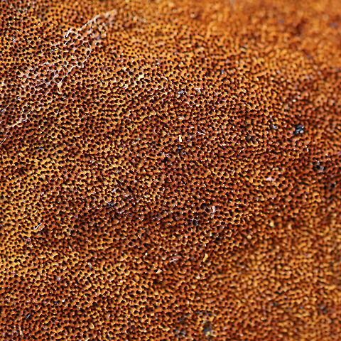 Xanthoporia andersonii Growing on a fallen, rotting oak at the edge of a dense mixed forest (at the top of a ridge). I just happened to see some neon yellow peeking out from a crevice in the bark and decided to investigate! The bright yellow color is actually a spore deposit!https://www.jungledragon.com/image/74984/xanthoporia_andersonii.html
https://www.jungledragon.com/image/74985/xanthoporia_andersonii.html Geotagged,United States,Winter,Xanthoporia andersonii