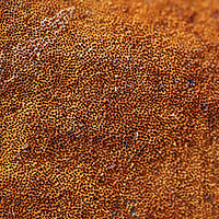 Xanthoporia andersonii Growing on a fallen, rotting oak at the edge of a dense mixed forest (at the top of a ridge). I just happened to see some neon yellow peeking out from a crevice in the bark and decided to investigate! The bright yellow color is actually a spore deposit!https://www.jungledragon.com/image/74984/xanthoporia_andersonii.html<br />
https://www.jungledragon.com/image/74985/xanthoporia_andersonii.html Geotagged,United States,Winter,Xanthoporia andersonii