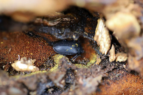Velvety Bark Beetle (Penthe pimelia) Under oak bark on the fungus, Xanthoporia andersonii. Geotagged,Penthe pimelia,United States,Winter,pimelia