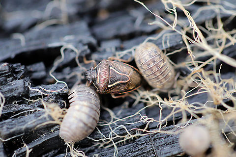 Mormidea lugens Under a burnt, rotting log in an old firepit in a backyard habitat. Geotagged,Mormidea lugens,United States,Winter,lugens