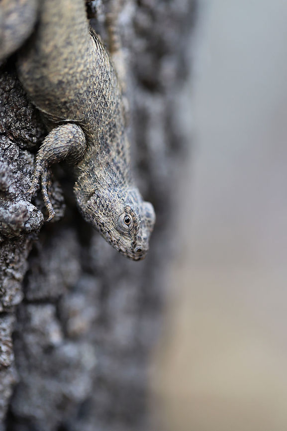 Eastern Fence Lizard (Sceloporus undulatus) This beauty startled me when I was walking around the edge of a dense mixed forest. I didn't even notice this beast (it was about 6 inches long and quite fat!) resting on an upright, rotting oak stump beside me until I was very close! I'm so glad it was willing to take some photos with me.  <br />
<figure class="photo"><a href="https://www.jungledragon.com/image/75038/eastern_fence_lizard_sceloporus_undulatus.html" title="Eastern Fence Lizard (Sceloporus undulatus)"><img src="https://s3.amazonaws.com/media.jungledragon.com/images/3231/75038_thumb.jpg?AWSAccessKeyId=05GMT0V3GWVNE7GGM1R2&Expires=1770854410&Signature=y%2Fl57HW156%2BmkG40EF2DGz1IWuA%3D" width="102" height="152" alt="Eastern Fence Lizard (Sceloporus undulatus) This beauty startled me when I was walking around the edge of a dense mixed forest. I didn't even notice this beast (it was about 6 inches long and quite fat!) resting on an upright, rotting oak stump beside me until I was very close! I'm so glad it was willing to take some photos with me.  <br />
https://www.jungledragon.com/image/75038/eastern_fence_lizard_sceloporus_undulatus.html<br />
https://www.jungledragon.com/image/75039/eastern_fence_lizard_sceloporus_undulatus.html Eastern fence lizard,Geotagged,Sceloporus undulatus,United States,Winter" /></a></figure><br />
<figure class="photo"><a href="https://www.jungledragon.com/image/75039/eastern_fence_lizard_sceloporus_undulatus.html" title="Eastern Fence Lizard (Sceloporus undulatus)"><img src="https://s3.amazonaws.com/media.jungledragon.com/images/3231/75039_thumb.jpg?AWSAccessKeyId=05GMT0V3GWVNE7GGM1R2&Expires=1770854410&Signature=%2FZviPdnSs%2Bm3FG1IebEkQX9fB%2Fo%3D" width="200" height="134" alt="Eastern Fence Lizard (Sceloporus undulatus) This beauty startled me when I was walking around the edge of a dense mixed forest. I didn't even notice this beast (it was about 6 inches long and quite fat!) resting on an upright, rotting oak stump beside me until I was very close! I'm so glad it was willing to take some photos with me.<br />
https://www.jungledragon.com/image/75038/eastern_fence_lizard_sceloporus_undulatus.html<br />
https://www.jungledragon.com/image/75040/eastern_fence_lizard_sceloporus_undulatus.html Eastern fence lizard,Geotagged,Sceloporus undulatus,United States,Winter" /></a></figure> Eastern fence lizard,Geotagged,Sceloporus undulatus,United States,Winter