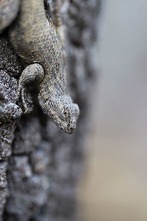 Eastern Fence Lizard (Sceloporus undulatus) This beauty startled me when I was walking around the edge of a dense mixed forest. I didn't even notice this beast (it was about 6 inches long and quite fat!) resting on an upright, rotting oak stump beside me until I was very close! I'm so glad it was willing to take some photos with me.  
https://www.jungledragon.com/image/75038/eastern_fence_lizard_sceloporus_undulatus.html
https://www.jungledragon.com/image/75039/eastern_fence_lizard_sceloporus_undulatus.html Eastern fence lizard,Geotagged,Sceloporus undulatus,United States,Winter