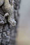 Eastern Fence Lizard (Sceloporus undulatus) This beauty startled me when I was walking around the edge of a dense mixed forest. I didn't even notice this beast (it was about 6 inches long and quite fat!) resting on an upright, rotting oak stump beside me until I was very close! I'm so glad it was willing to take some photos with me.  <br />
https://www.jungledragon.com/image/75038/eastern_fence_lizard_sceloporus_undulatus.html<br />
https://www.jungledragon.com/image/75039/eastern_fence_lizard_sceloporus_undulatus.html Eastern fence lizard,Geotagged,Sceloporus undulatus,United States,Winter