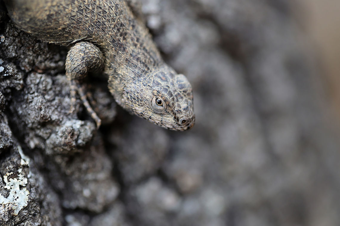 Eastern Fence Lizard (Sceloporus undulatus) This beauty startled me when I was walking around the edge of a dense mixed forest. I didn't even notice this beast (it was about 6 inches long and quite fat!) resting on an upright, rotting oak stump beside me until I was very close! I'm so glad it was willing to take some photos with me.<br />
<figure class="photo"><a href="https://www.jungledragon.com/image/75038/eastern_fence_lizard_sceloporus_undulatus.html" title="Eastern Fence Lizard (Sceloporus undulatus)"><img src="https://s3.amazonaws.com/media.jungledragon.com/images/3231/75038_thumb.jpg?AWSAccessKeyId=05GMT0V3GWVNE7GGM1R2&Expires=1759968010&Signature=Xse%2FH7Fxwhja64wyE4jSLhGfB%2BM%3D" width="102" height="152" alt="Eastern Fence Lizard (Sceloporus undulatus) This beauty startled me when I was walking around the edge of a dense mixed forest. I didn't even notice this beast (it was about 6 inches long and quite fat!) resting on an upright, rotting oak stump beside me until I was very close! I'm so glad it was willing to take some photos with me. <br />
https://www.jungledragon.com/image/75038/eastern_fence_lizard_sceloporus_undulatus.html<br />
https://www.jungledragon.com/image/75039/eastern_fence_lizard_sceloporus_undulatus.html Eastern fence lizard,Geotagged,Sceloporus undulatus,United States,Winter" /></a></figure><br />
<figure class="photo"><a href="https://www.jungledragon.com/image/75040/eastern_fence_lizard_sceloporus_undulatus.html" title="Eastern Fence Lizard (Sceloporus undulatus)"><img src="https://s3.amazonaws.com/media.jungledragon.com/images/3231/75040_thumb.jpg?AWSAccessKeyId=05GMT0V3GWVNE7GGM1R2&Expires=1759968010&Signature=LWE9CHKNWRKFkLBRdRqba7RNCbE%3D" width="200" height="200" alt="Eastern Fence Lizard (Sceloporus undulatus) This beauty startled me when I was walking around the edge of a dense mixed forest. I didn't even notice this beast (it was about 6 inches long and quite fat!) resting on an upright, rotting oak stump beside me until I was very close! I'm so glad it was willing to take some photos with me.<br />
https://www.jungledragon.com/image/75039/eastern_fence_lizard_sceloporus_undulatus.html<br />
https://www.jungledragon.com/image/75040/eastern_fence_lizard_sceloporus_undulatus.html Eastern fence lizard,Geotagged,Sceloporus undulatus,United States,Winter" /></a></figure> Eastern fence lizard,Geotagged,Sceloporus undulatus,United States,Winter