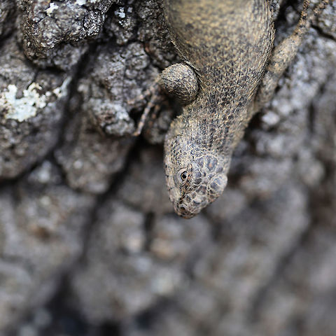 Eastern Fence Lizard (Sceloporus undulatus) This beauty startled me when I was walking around the edge of a dense mixed forest. I didn't even notice this beast (it was about 6 inches long and quite fat!) resting on an upright, rotting oak stump beside me until I was very close! I'm so glad it was willing to take some photos with me.
https://www.jungledragon.com/image/75039/eastern_fence_lizard_sceloporus_undulatus.html
https://www.jungledragon.com/image/75040/eastern_fence_lizard_sceloporus_undulatus.html Eastern fence lizard,Geotagged,Sceloporus undulatus,United States,Winter