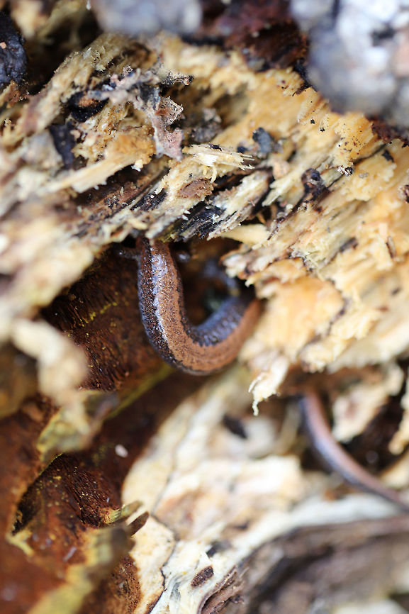 Southern Red-Backed Salamander (Plethodon serratus) I spotted this cutie's tail under the bark of a rotting oak (infected by Xanthoporia andersonii). I tried not to bother it too much and returned it to a good location after a few shots.<br />
<br />
This species can be differentiated from Plethodon cinereus by the presence of serrations/teeth along the dorsal stripe. <br />
<figure class="photo"><a href="https://www.jungledragon.com/image/75042/southern_red-backed_salamander_plethodon_serratus.html" title="Southern Red-Backed Salamander (Plethodon serratus)"><img src="https://s3.amazonaws.com/media.jungledragon.com/images/3231/75042_thumb.jpg?AWSAccessKeyId=05GMT0V3GWVNE7GGM1R2&Expires=1759968010&Signature=PI%2FQfBWo8F6pldaATvkkAzMTNOU%3D" width="200" height="134" alt="Southern Red-Backed Salamander (Plethodon serratus) I spotted this cutie's tail under the bark of a rotting oak (infected by Xanthoporia andersonii). I tried not to bother it too much and returned it to a good location after a few shots.<br />
<br />
This species can be differentiated from Plethodon cinereus by the presence of serrations/teeth along the dorsal stripe.<br />
https://www.jungledragon.com/image/75041/southern_red-backed_salamander_plethodon_serratus.html Geotagged,Plethodon serratus,Southern red-backed salamander,United States,Winter" /></a></figure> Geotagged,Plethodon serratus,Southern red-backed salamander,United States,Winter