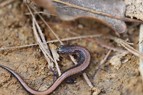 Southern Red-Backed Salamander (Plethodon serratus) I spotted this cutie's tail under the bark of a rotting oak (infected by Xanthoporia andersonii). I tried not to bother it too much and returned it to a good location after a few shots.

This species can be differentiated from Plethodon cinereus by the presence of serrations/teeth along the dorsal stripe.
https://www.jungledragon.com/image/75041/southern_red-backed_salamander_plethodon_serratus.html Geotagged,Plethodon serratus,Southern red-backed salamander,United States,Winter