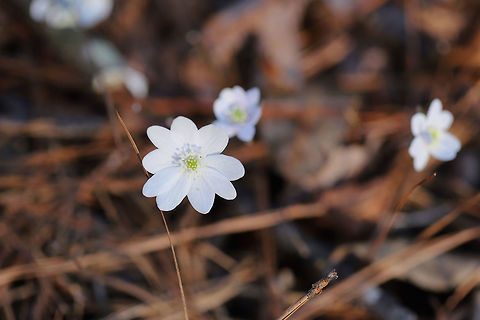 Round-lobed Hepatica (Anemone americana) The first of the spring ephemerals are up this year!

Growing on a moist, wooded trail in Floyd County, Georgia. I forgot to photograph the rounded-lobed leaves (that were buried under pine straw/leaf litter)! Ugh!
https://www.jungledragon.com/image/75146/round-lobed_hepatica_anemone_americana.html Geotagged,Hepatica nobilis,United States,Winter