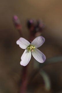 Slender Toothwort (Cardamine angustata) Growing near a stream on a forested trail.
https://www.jungledragon.com/image/75145/slender_toothwort_cardamine_angustata.html Cardamine angustata,Geotagged,Slender toothwort,United States,Winter
