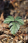 Slender Toothwort (Cardamine angustata) Growing near a stream on a forested trail.<br />
https://www.jungledragon.com/image/75144/slender_toothwort_cardamine_angustata.html Cardamine angustata,Geotagged,Slender toothwort,United States,Winter